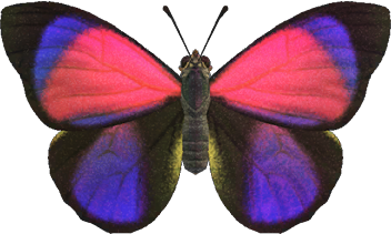 Agrias Butterfly Animal Crossing New Horizons | ACNH Critter - Nookmall