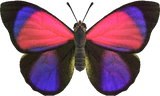 Agrias Butterfly Animal Crossing New Horizons | ACNH Critter - Nookmall