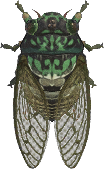 Robust Cicada Animal Crossing New Horizons | ACNH Critter - Nookmall