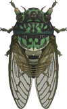 Robust Cicada Animal Crossing New Horizons | ACNH Critter - Nookmall