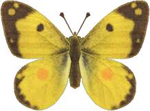 Yellow Butterfly Animal Crossing New Horizons | ACNH Critter - Nookmall