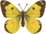 Yellow Butterfly Animal Crossing New Horizons | ACNH Critter - Nookmall