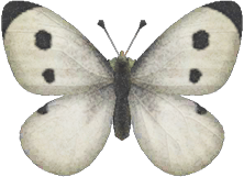 Common Butterfly Animal Crossing New Horizons | ACNH Critter - Nookmall