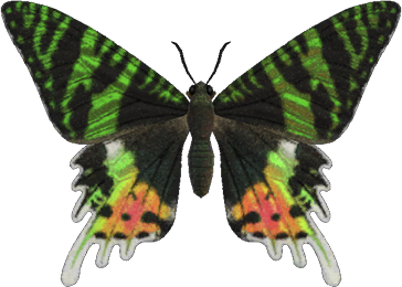 Madagascan Sunset Moth Animal Crossing New Horizons | ACNH Critter - Nookmall