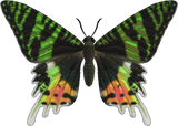 Madagascan Sunset Moth Animal Crossing New Horizons | ACNH Critter - Nookmall
