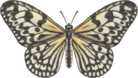 Paper Kite Butterfly Animal Crossing New Horizons | ACNH Critter - Nookmall