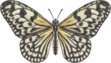 Paper Kite Butterfly Animal Crossing New Horizons | ACNH Critter - Nookmall