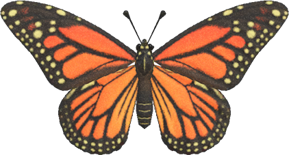 Monarch Butterfly Animal Crossing New Horizons | ACNH Critter - Nookmall