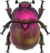 Earth-Boring Dung Beetle Animal Crossing New Horizons | ACNH Critter - Nookmall