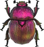 Earth-Boring Dung Beetle Animal Crossing New Horizons | ACNH Critter - Nookmall