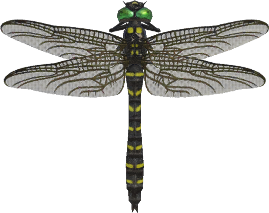 Banded Dragonfly Animal Crossing New Horizons | ACNH Critter - Nookmall
