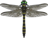 Banded Dragonfly Animal Crossing New Horizons | ACNH Critter - Nookmall