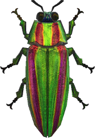 Jewel Beetle Animal Crossing New Horizons | ACNH Critter - Nookmall