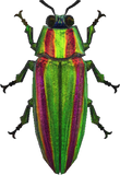 Jewel Beetle Animal Crossing New Horizons | ACNH Critter - Nookmall