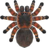 Tarantula Animal Crossing New Horizons | ACNH Critter - Nookmall