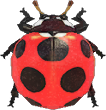 Ladybug Animal Crossing New Horizons | ACNH Critter - Nookmall