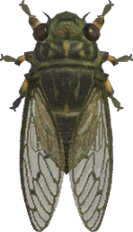 Walker Cicada Animal Crossing New Horizons | ACNH Critter - Nookmall