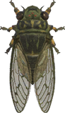 Walker Cicada Animal Crossing New Horizons | ACNH Critter - Nookmall