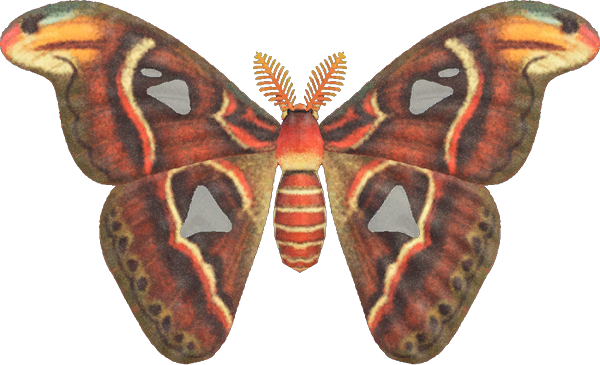 Atlas Moth Animal Crossing New Horizons | ACNH Critter - Nookmall