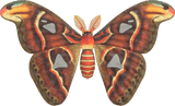 Atlas Moth Animal Crossing New Horizons | ACNH Critter - Nookmall